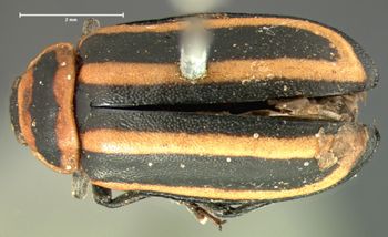 Media type: image; Entomology 18760   Aspect: habitus dorsal view
